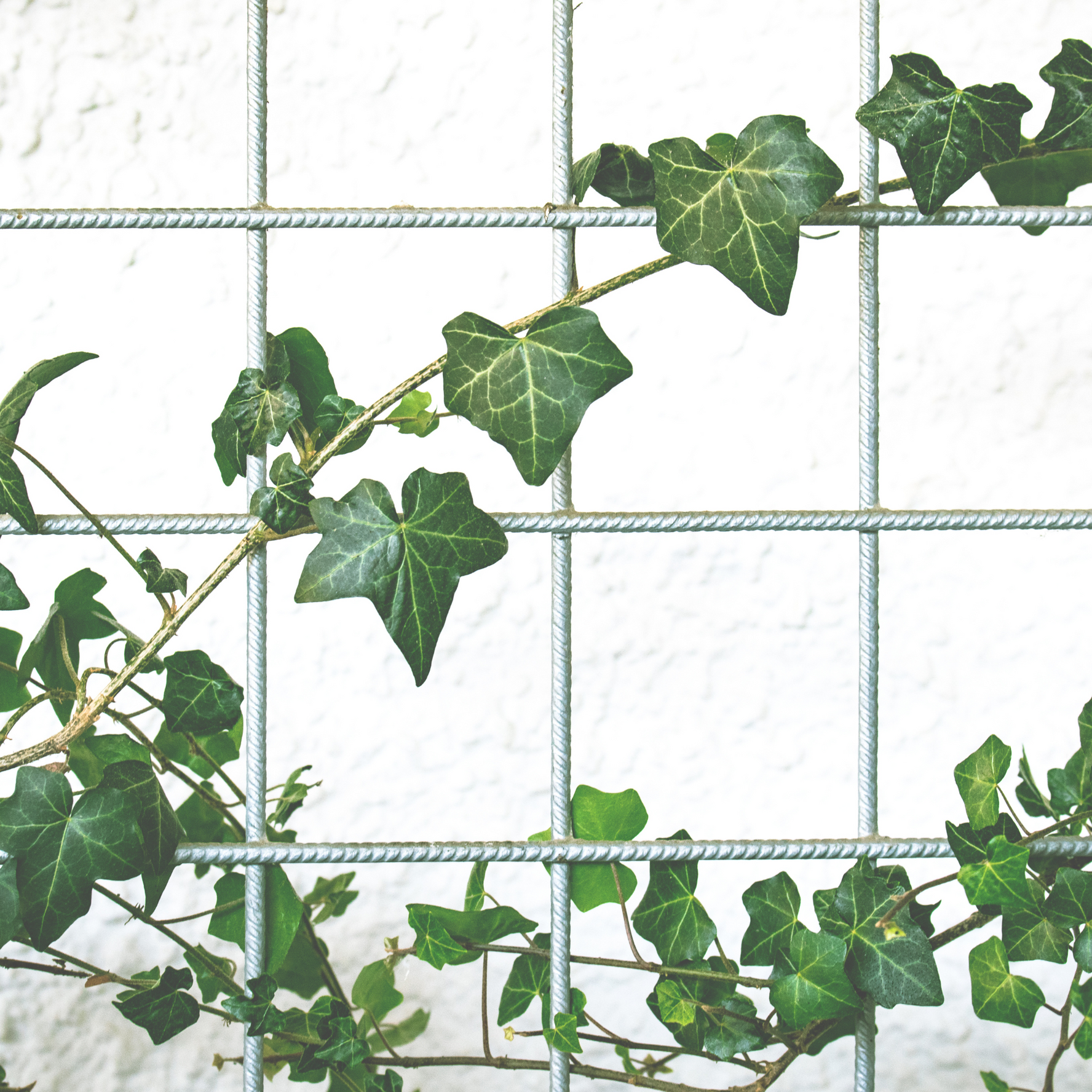 Ivy Leaves Curated Room Kits